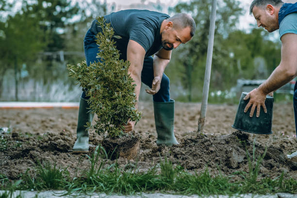 Best Emergency Tree Service  in Spokane, WA